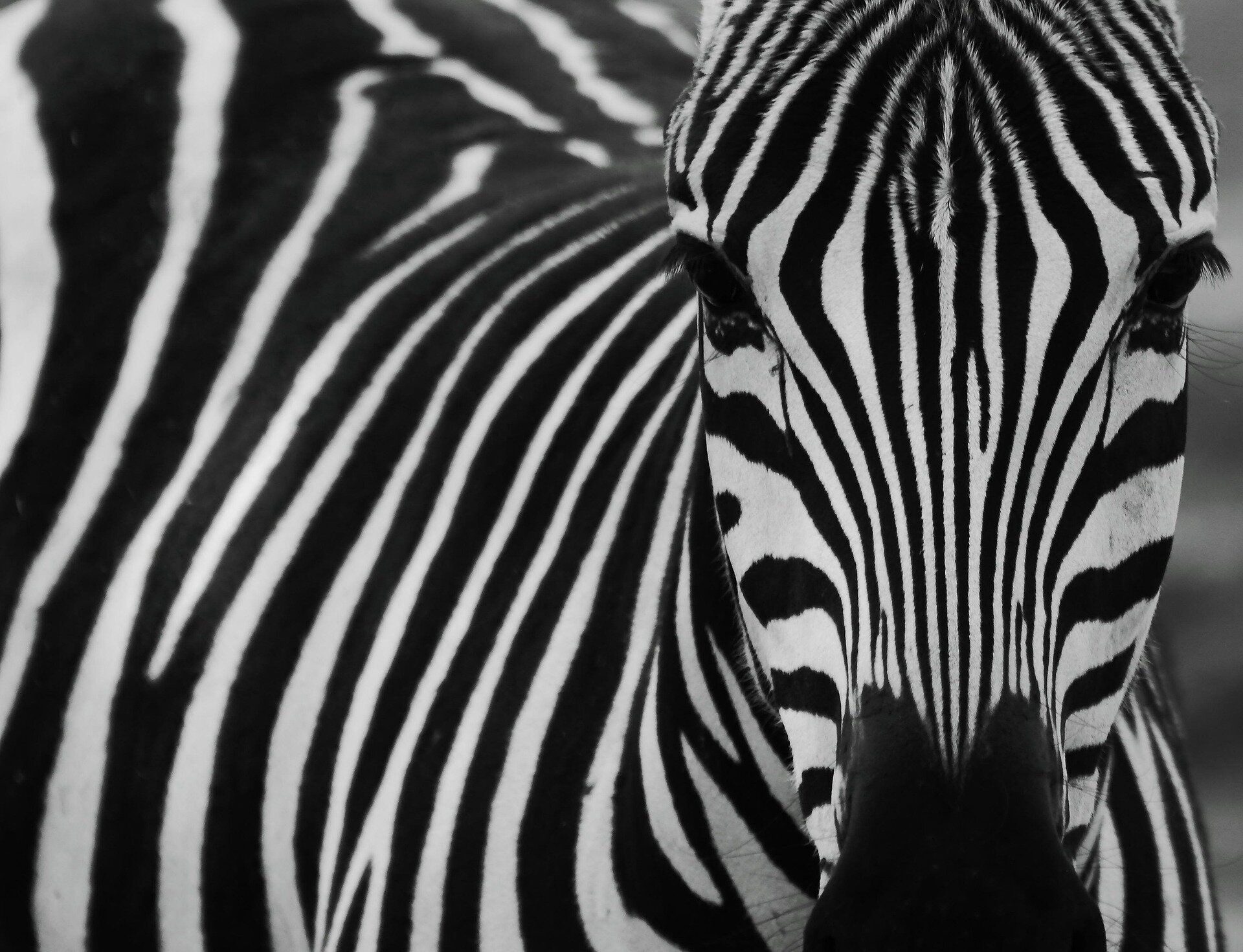 Zebra Orizzontale